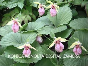 我が家のクマガイソウ