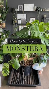 How to train your monstera 👹🌱 📸: @houseplant.oasis 1. Remove specimen from old pot. TIPS: -tap sides of pot to loosen rootball -some nursery pots can easily be cut with scissors -put some elbow grease into unpotting mature specimens—they’ll bounce back! 2. Separate vines remove spent soil. TIPS: -use a small cultivator to untangle the rootball -(sparingly) cut back some of the longer roots -aerial roots can be trimmed and trained to regrow into moss pole 3. Position vines on new pole secure u