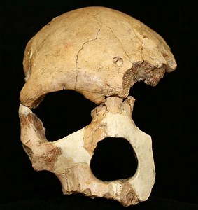 Florisbad Skull - Alchetron, The Free Social Encyclopedia