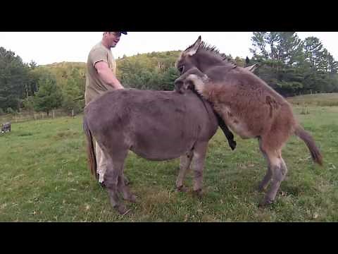 Mini Donkey Playing With The Farmers WARNING THIS IS EXTREMELY CUTE!