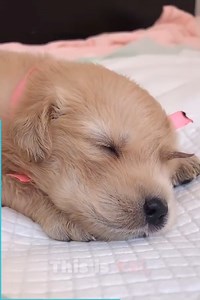 Unicorn puppy is too cute for words! 😍🦄 | Beautiful World