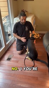 14K views · 1.2K reactions | Your dog should love the crate! It’s...