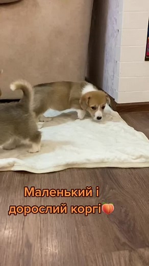 Yarchenko_family на TikTok