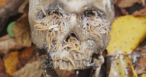 Maggots Crawling On Dead Skull Closeup 库存影片视频（100% 免版税）1062126280 | Shutterstock