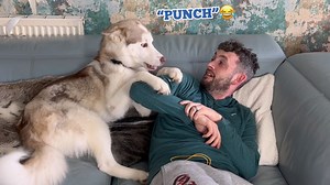 179K views · 7.2K reactions | Husky Puppies Are SAVAGE!. #huskylife | Milperthusky | Facebook