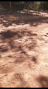 Texto e vídeo enviados via WhatsApp.👇🏻👇🏻🤦🤦🤦🤦🤦🤦🤦🤦🤦🤦🤦🤦🤦🤦🤦🤦 Boa tarde cacau, quero deixar minha indicação, aqui no começo de Vale Alpino isso está uma vergonha, já pedimos ajuda e nada, as crianças fica no ponto passa caminhão e ônibus correndo e não quer nem saber se tem alguém ali, esses dias meu filho foi todo lameado pra escola pq passou um sem noção nenhuma, da nem pra ver o asfalto de tanta lama! Hoje sexta-feira (06/10/2023). Interior do município de Teresópolis RJ. | CAC