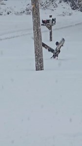 11K views · 162 reactions | Pelicans enjoying the Winter Wonderland from Felicia Scioneaux in Lafitte & Crystal Coulon in Slidell #winterstorm #sneauxday #snowday | Meteorologist Scot Pilie' | Facebook