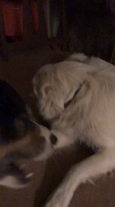 Eloise showing off her language skills😲 Turn on the sound for this one! #hello #english #ifdogscouldtalk #Eloise #greatpyrenees #justsaying #talkingdog ￼￼ | Couple Berry Farms