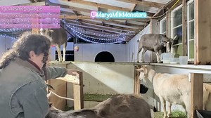 MarysMilkMonsters - Toffee Spills the Milk