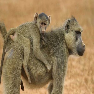 102K views · 939 reactions | The monkey is big enough but still asks mom to carry, why?  樂 樂 | The Monkey Chanel | Facebook