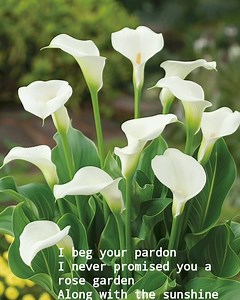 2.8K views · 82 reactions | Beautiful  | Charming Soul | Facebook