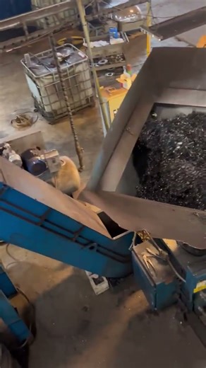 Prab Vertical Axis Crusher Processing Steel Turnings #recycling #heavyequipment #scrapyard