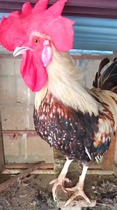 15K views · 121 reactions | Adorable My Rooster Crowing Sounds |...