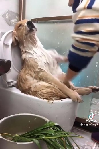 2.2K views | Please bathe me carefully, lotus #fyp #dog #animals #Amazing | Animal Channel | Facebook