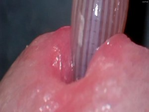 Sea worm inside a dick - closeup