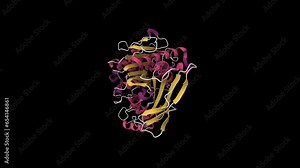 Crystal structure of native recombinant human bile salt activated lipase. Animated 3D cartoon and Gaussian surface model, secondary structure color scheme, PDB 6h0t, black background