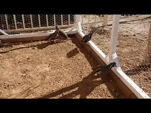 Urban Aviary Building for Quail