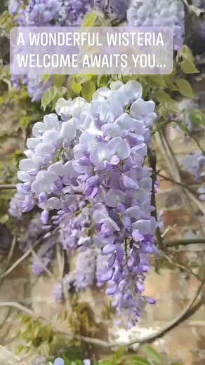 A wonderful wisteria welcome awaits you at Arley Arboretum this week. The beautiful flowers smell divine... #wisteria #wisteriahysteria #wisteriaflowers #arleyarboretum #RHSPartnerGardens #visitworcestershire #SpringGardenDays | Arley Arboretum