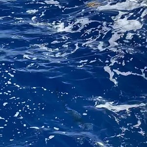 Some wahoo fun from today @captainnelsonbillinoffice #miamifishcharters #miamifishing #miami #billinofficefishingcharters #letsfish #miamifishingcharters #charterboat #daiwa #avetreels #hatterasyacht #hatterasclassic #detroitdiesel #fishingmachine #battlewagon #killstick #fishing #fishingcharters #fishingboats #fishingtours #fishingvideos #fishinggear #kitefishing #livebait #mahimahi #trolling #tuna #sailfish #wahoo #kingfish | Billin Office Fishing Charters | Facebook