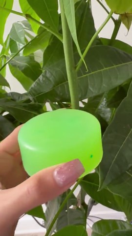 Handmade Lime Soap: Natural Citrus Scent, Fresh Skin - Etsy