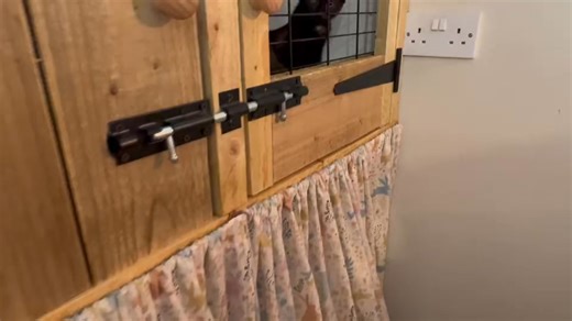 3K views · 73 reactions | Happy Furrriday ( and #InternationalCatDay ) from #WillowsPixie & #WillowsPoppet. Although have to admit It’s #InternationalCatDay everyday at Willows. ✍️Thinking of adopting from Willows? Send a private message with a bit about your situation AND your contact number for initial interview. | Willows cat adoption centre | Facebook