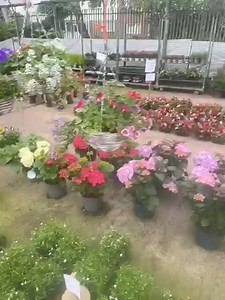 Plants sales is full of beautiful bedding plants, hanging baskets, planters and perennials 🌼 we are open everyday 10am-4pm 😃 | Acorn Farm