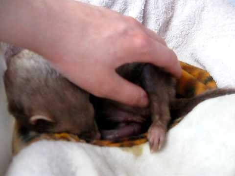 Ferret birth