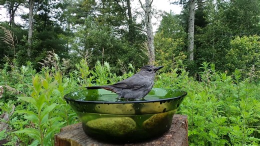 2.1K views · 219 reactions | Gray Catbird | Critter Cam | Facebook