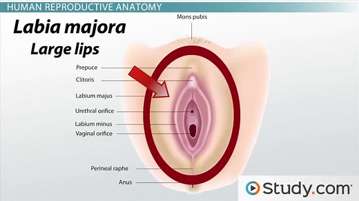 Female & Male Sexual Anatomy
