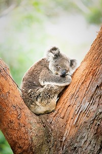 Did you know that koalas sleep for up to 22 hours a day? However, if we don't support habitat conservation efforts, these furry friends could end up with nowhere to make their beds. Believe it or not, koalas are facing extinction, and we could lose these iconic Australian animals as early as 2050 if we don't act now. Thankfully, Koala is pushing to establish the Great Koala National Park and save this special species! Sign the petition today and make your voice heard in the fight to save koalas: