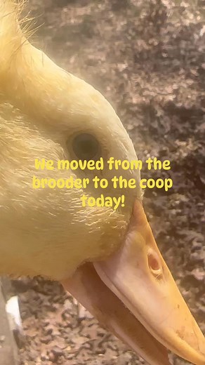 Ducks moved to the coop today!! 💛💛💛#ducks #brooder #growingup #homesteadlife | Renee Lucas Hendrickson