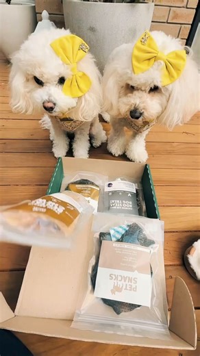 Hachi & Chiko, the ultimate snack experts, are obsessed with Pet Snacks!  These 100% natural, single-ingredient treats and dental chews are perfect for clean teeth, fresh breath, and happy tummies.  | Pet Snacks | Facebook