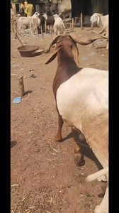 1.9K views · 19 reactions | From Farm to New Home ❤️ I always love seeing updates from buyers after delivery — the joy on their faces says it all. That’s the reward for hard work and good service  Would you like me to start sharing more delivery stories here? #FarmLife #FarmBusiness #SheepBreeding #LivestockLovers #ViralReels #AATIntegratedFarm | Aat Integrated Farm | Facebook