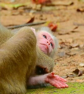 2.1K views · 66 reactions | Cute wonder big white sky as just learn to know every things. wow hold warmly in chest lovely | Wild Monkey Zone | Facebook