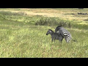 zebra mating