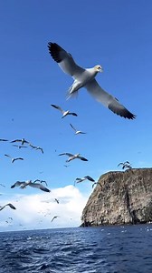 4.2K views · 138 reactions | Exploring the Isle of Noss by boat—breathtaking views and seabirds galore! 懶  fayesherlockwild #100Scotland #travel #scotland #Scottishhighalnds #Shetland #IsleOfNoss #nature | 100% Scotland | Facebook