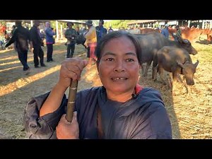 💥 Buffalo prices today, December 21, 2025, Somdet Market, Kalasin.