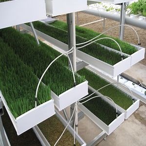[Hot Item] Full Automatic Barely Fodder Sprouting PVC Fodder Tray System