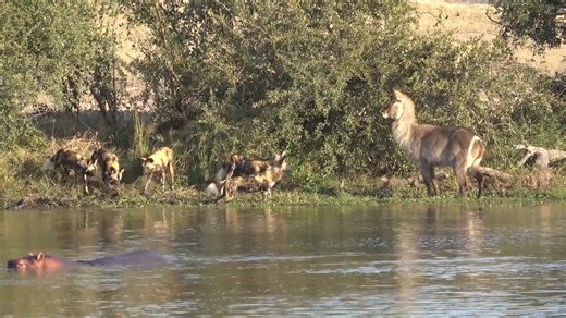 Wild dogs Hunting Waterbuck | Ellen Roman