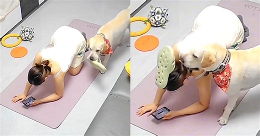 Những chú chó, mèo siêu quậy