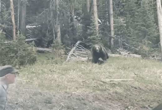 Brave Ranger Hazes Charging Grizzly Bear @ Yellowstone National Park
