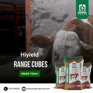 Our Range cubes ensures that your cattle receive adequate nutrition, especially when natural forage may be lacking in certain nutrients  Interested! Contact us today ! ☎️ 0721 560251 #sigmafeed #sigma #farming #farmlife #rangecubes | SIGMA FEEDS | Facebook
