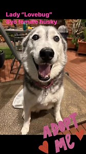 2.8K views · 179 reactions | Husky Rescue WA on Reels | Facebook
