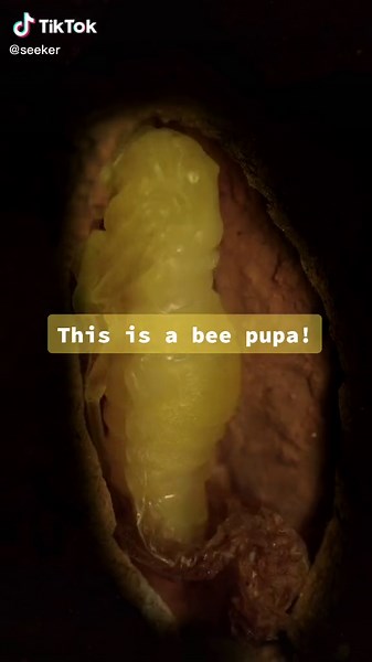 Exploring the Bee Pupa Lifecycle