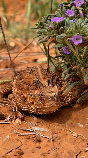 I love finding these ol dinosaurs! | Kolten Thigpen