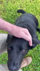 Rogue | Camelot Pet Resort | Facebook