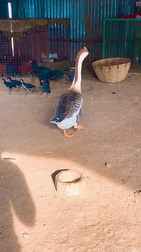 7K views · 104 reactions | 閭Goose謹 | Satheesh Kumar | Facebook