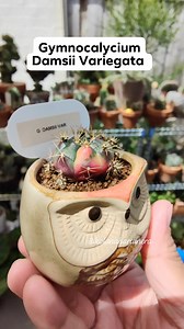 Gymnocalycium Damsii Variegata 🥰 #bikolanahardinera #cacticacti #cactuslover #cactus #cacti #cactuscollection #plantita #plantsmakepeoplehappy | Bikolanahardinera