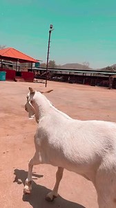Big Fat Goat at Sanjari Goat Farm Mumbai India | FSA Entertainment