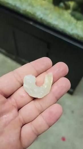 3K views · 21 reactions | Will My Mantis Shrimp Eat Frozen Food？  #fishtank #foryou | Fish With Tony Mustache | Facebook